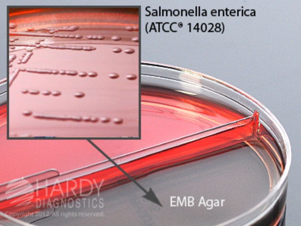 Hardy Diagnostics Blood Agar 5% / EMB Agar Bi-Plate, 15x100mm, 10/Pk - Blood 5% EMB Agar Biplate - Image 1