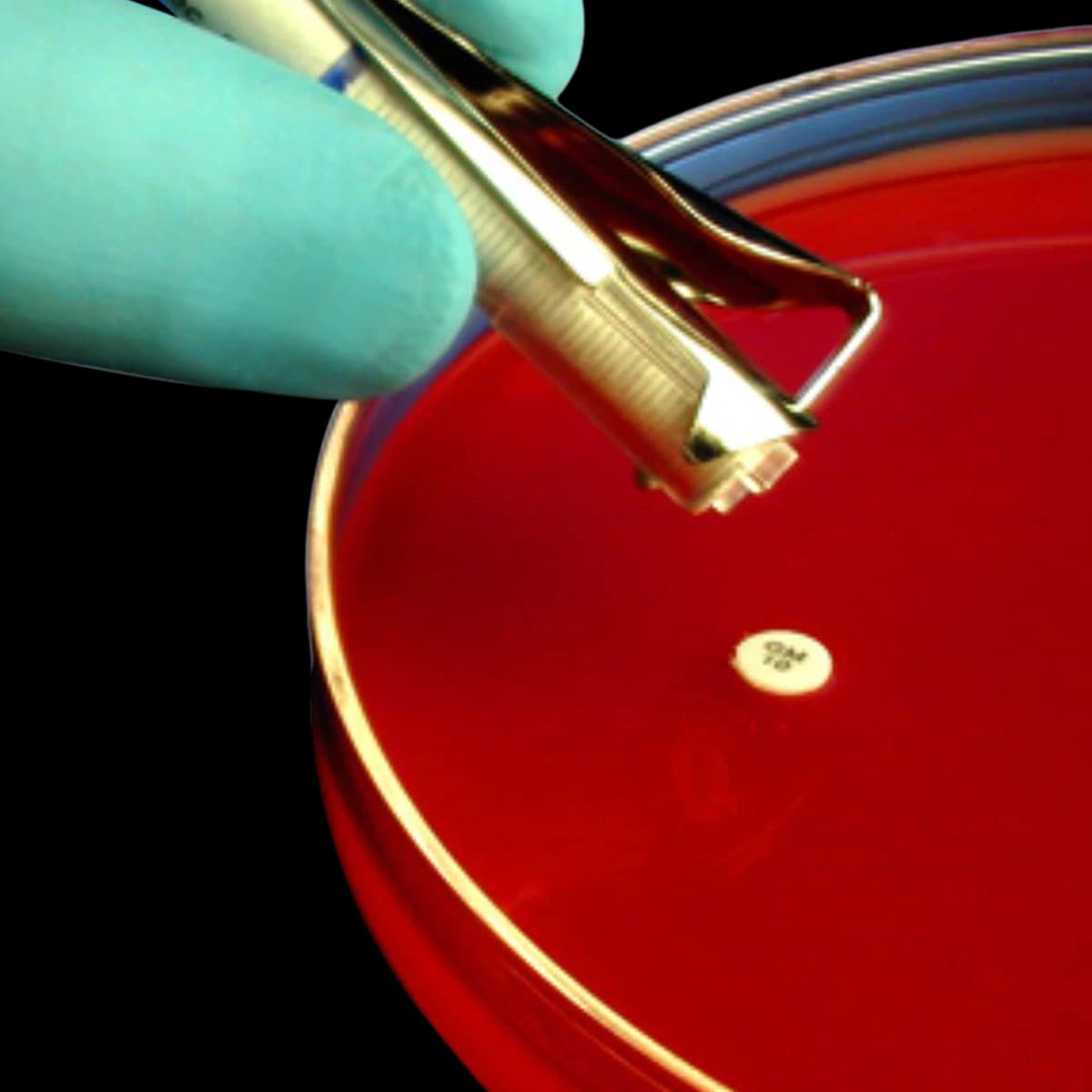 Hardy Diagnostics Bacitracin Discs for Differentiation of Group A Streptococcus, 0.4 Units Each - Bacitracin f/ Differ Grp AStrp - Image 1