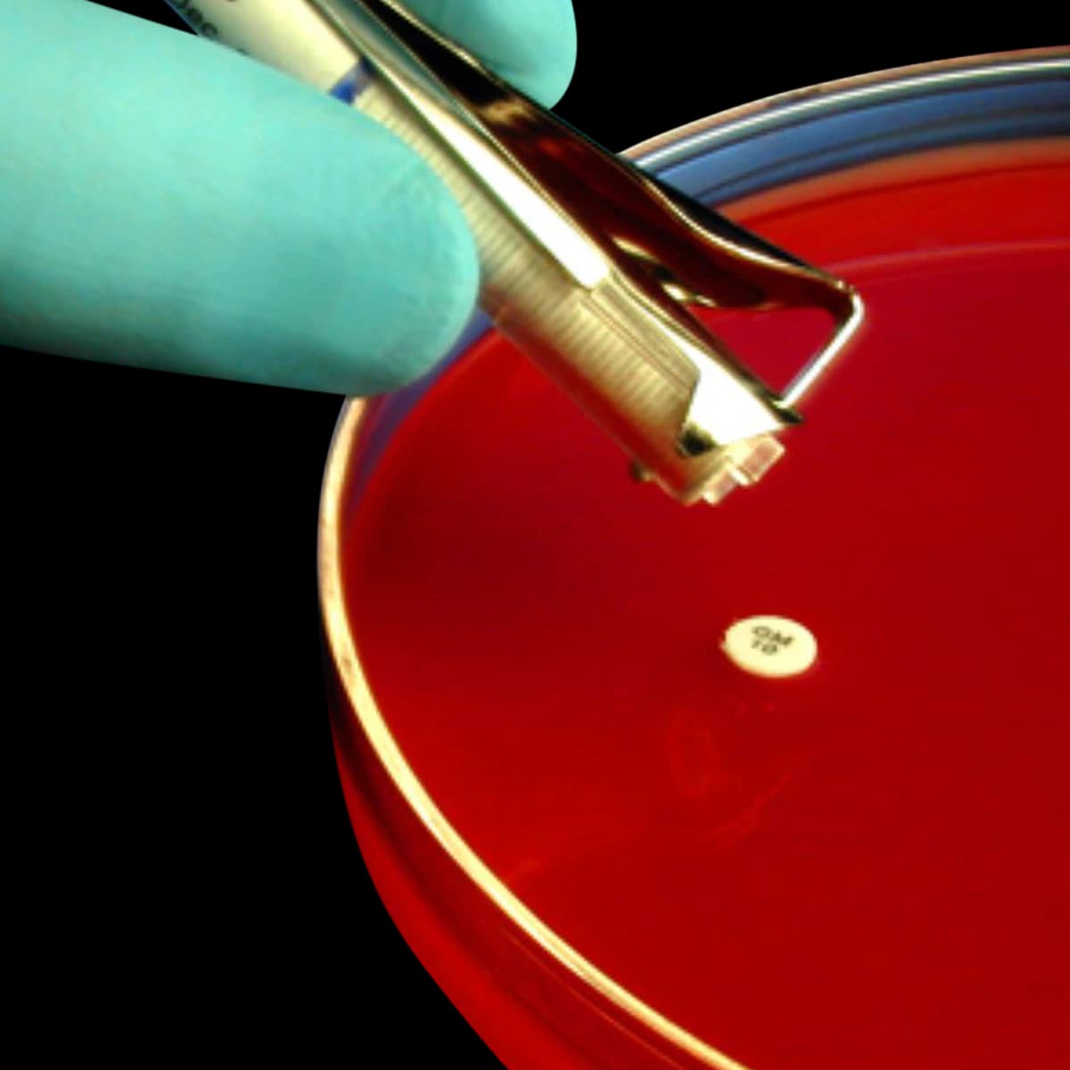 HardyDisk Antimicrobial Susceptibility Test Disc, Ampicillin (AM-10), Each - Sensi-Disc Ampicillin - Image 1
