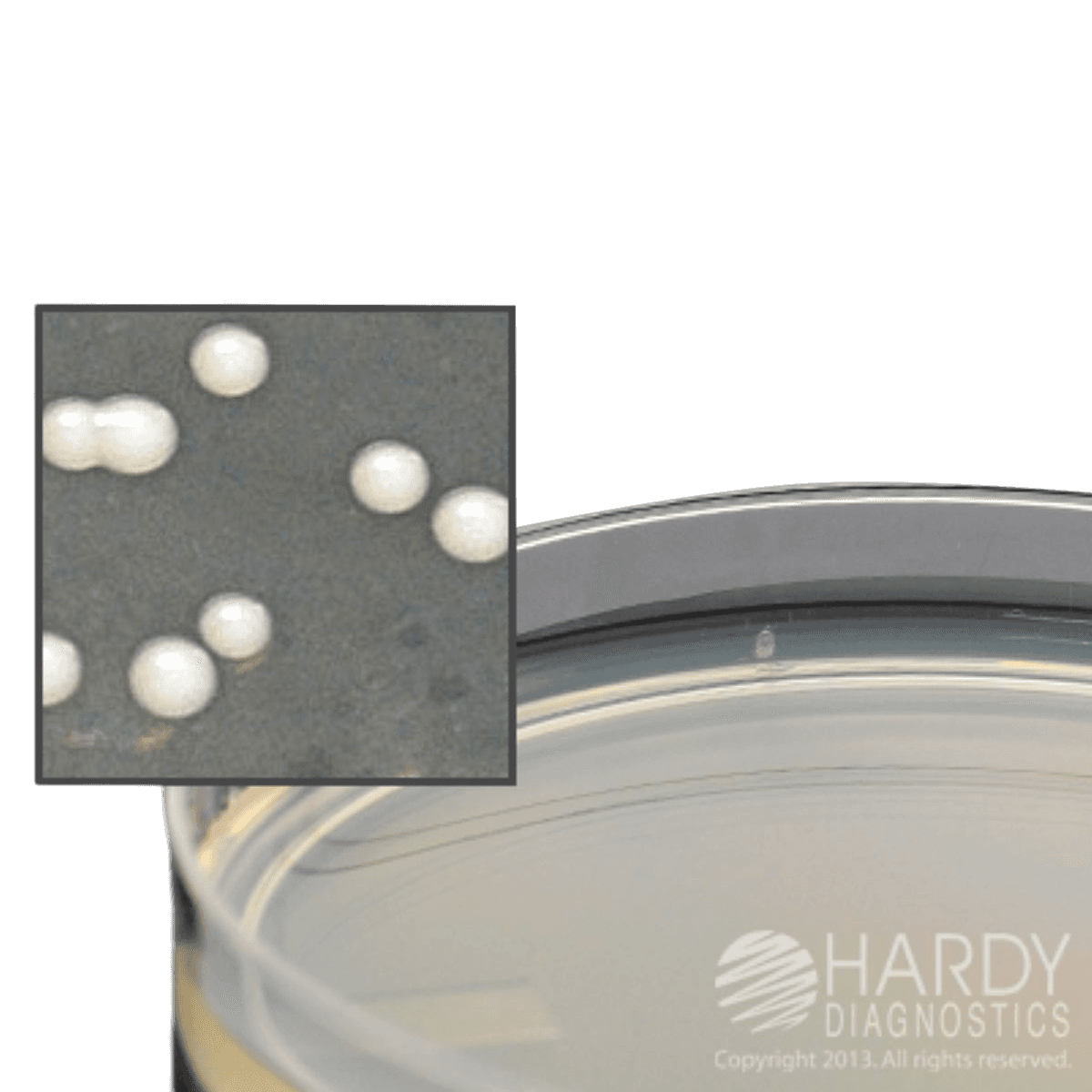 Hardy Diagnostics Trypticase Soy Agar Plate, 26 mL, 15x100mm, 10/Package - Trypticase Soy Agar 10s - Image 1