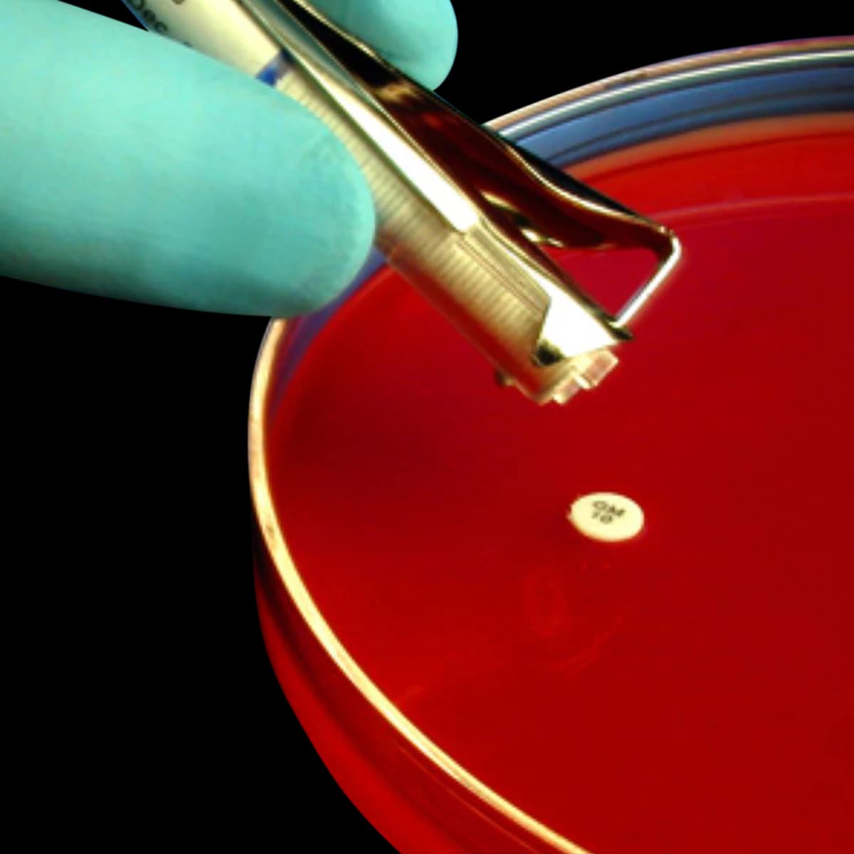 HardyDisk Cefuroxime Sensitivity Disk, 50 Discs per Cartridge, 1 Cartridge (CXM30) - Sensi-Disc Cefuroxime - Image 1