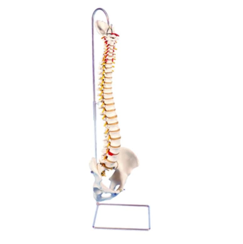 3B Scientific Flexible Spine Anatomical Model with Application, without Stand - Model Anatomical Flex Spine - Image 1