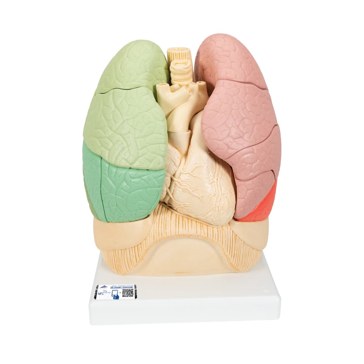 American 3B Scientific Segmented Lung Training Model, Magnetic/Segmented, 9.8 x 9.8 x 13.8 in - Segmented Lung Model - Image 1
