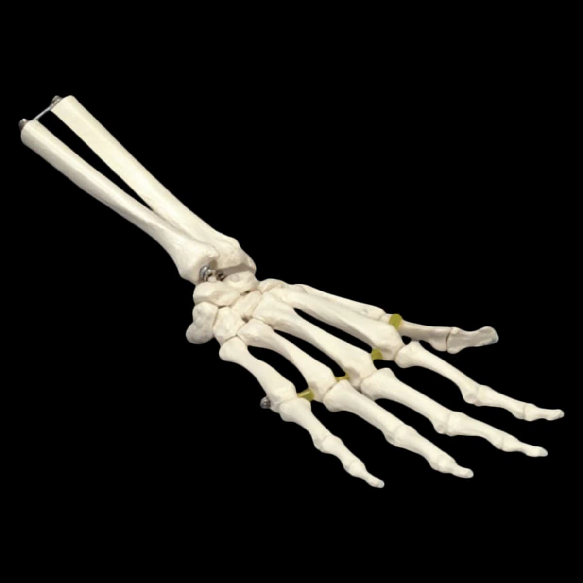 Skeleton Hand/Wrist Anatomical Model, Adult Right, Wired, Each - Skeleton Hand/Wrist Plast - Image 1