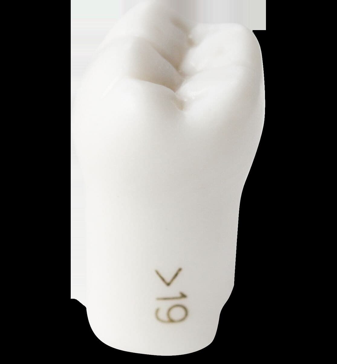 ModuPRO One M300 Replacement Tooth #19, White - ModuPRO One M300 Replc. Tooth - Image 1