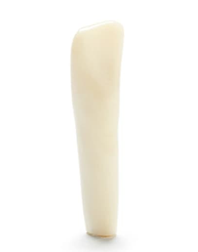Columbia Dentoform Ivorine Typodont Tooth #24 (T-860) - Ivorine Teeth #24 - Image 1