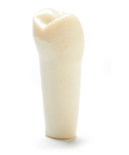 Columbia Dentoform Ivorine Typodont Tooth #5 (T-860) - Ivorine Teeth #5 - Image 1