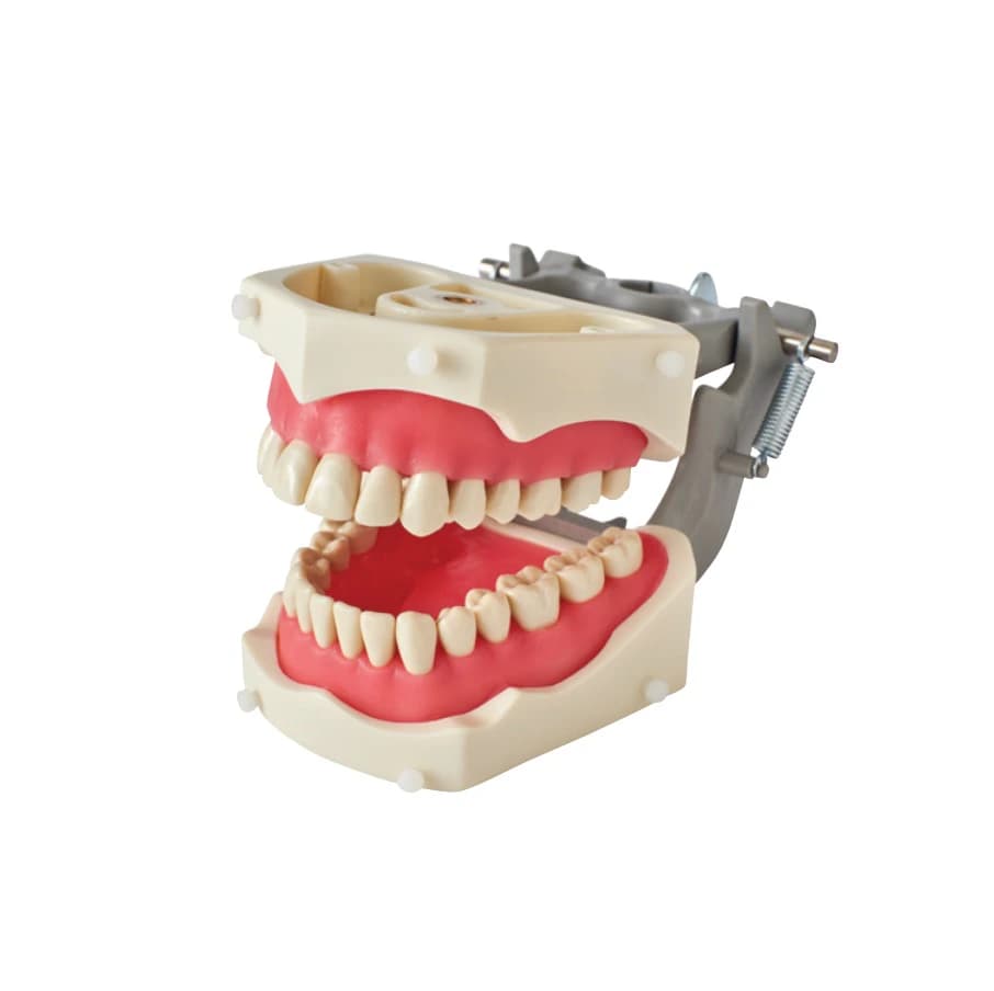 Columbia Dentoform 860 Articulated Soft Gingiva Dentoform with Removable Ivorine Numbered Teeth, Full Mouth, Front Screws for Rubber Dam Mounting, SM-PVR-860 - 860 Articulated Soft Gingiva Dentoform with Removable Ivorine® Numbered Teeth - Image 1
