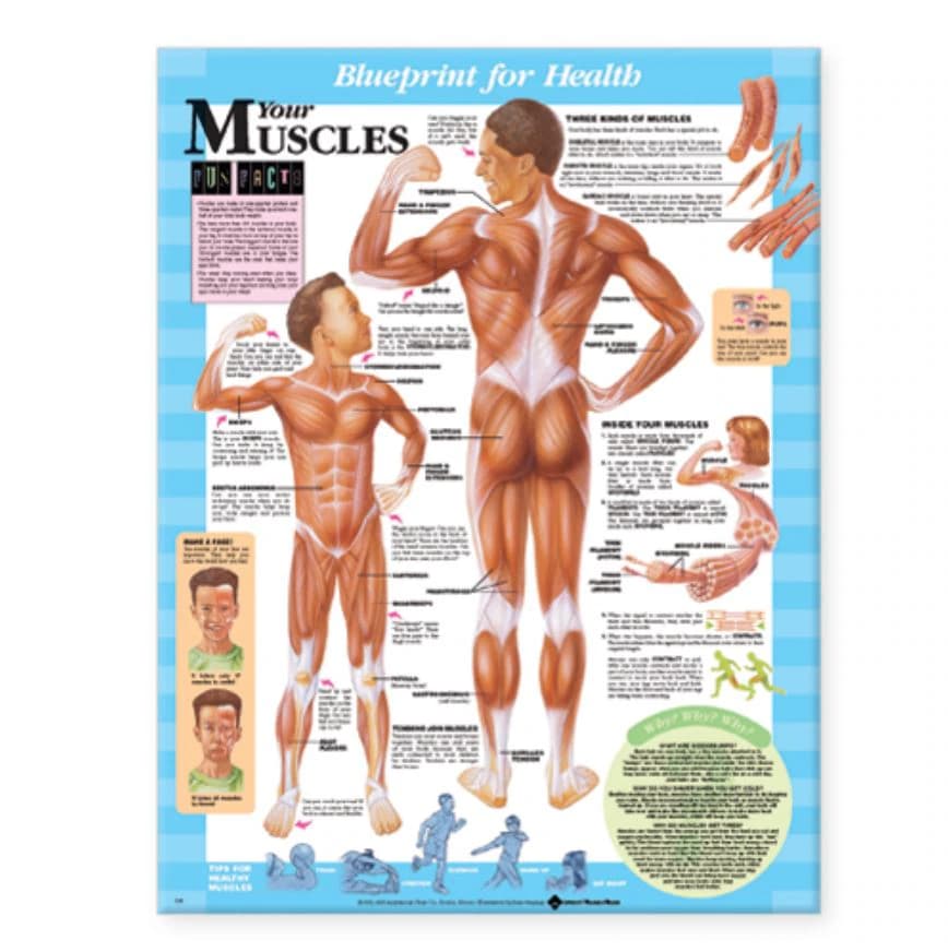 Blueprint for Health Your Muscles Anatomical Chart, 20" x 26", Laminated, by Kate Sweeney - Your Muscles Chart Lam k.sween - Image 1