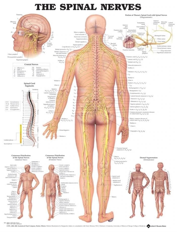 The Spinal Nerves Anatomical Chart, Laminated, 20" x 26", Each - SPINAL NERVES CHART LAMIN 1.5 - Image 1