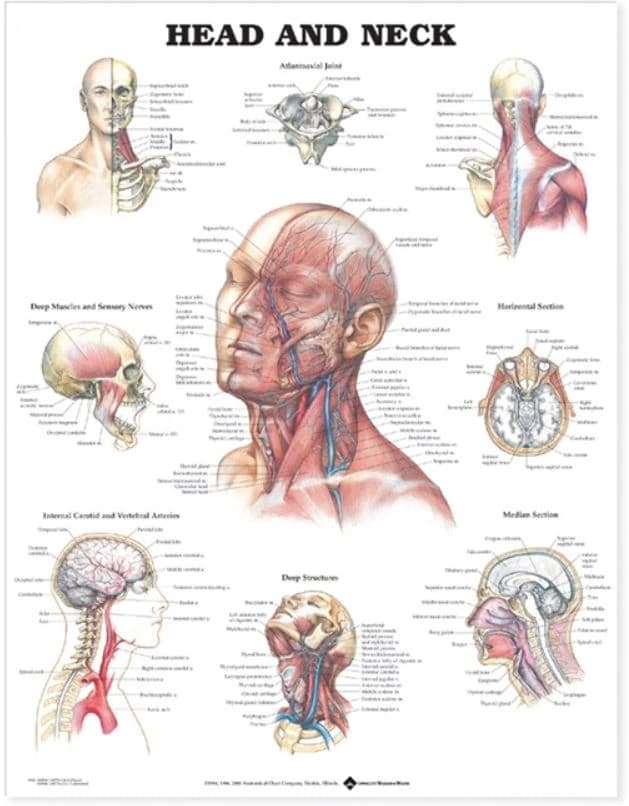 Head and Neck Anatomical Chart, 20" x 26", Rigid, by Kate Sweeney (Wolters Kluwer Health) - Chart Head And Neck - Image 1
