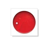 BD BBL Taxo V Factor Sensi-Disc, 1/4" Diameter, 30 Discs per Cartridge - Taxo V Factor 1/4" Ct - Image 1