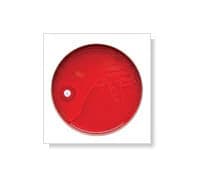 BD Sensi-Disc Novobiocin Susceptibility Test Discs, NB-5, 50 Discs per Vial - Sensi-Disc Novobiocin - Image 1