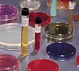 BBL Prepared Media Sabouraud Brain Heart Infusion Agar, Size C Slant Tube, 100/Case - Sabouraud Brain Heart Inf - Image 1