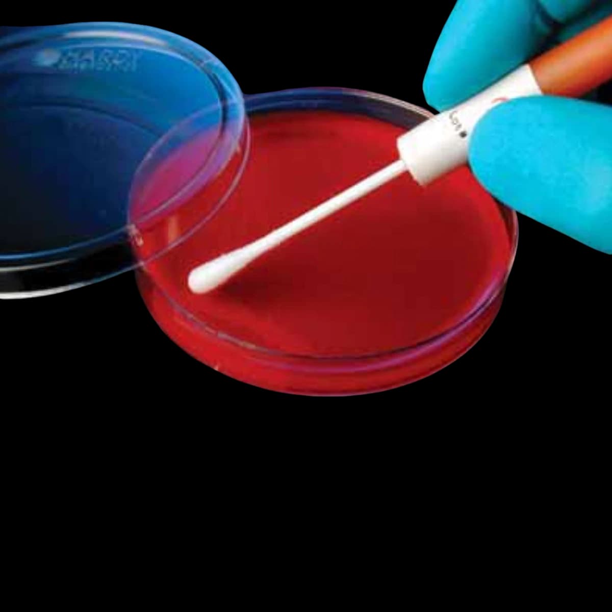 Hardy Diagnostics KwikSwab Control Organism Proteus vulgaris ATCC 13315, 2/Package - P Vulgaris 13315 - Image 1