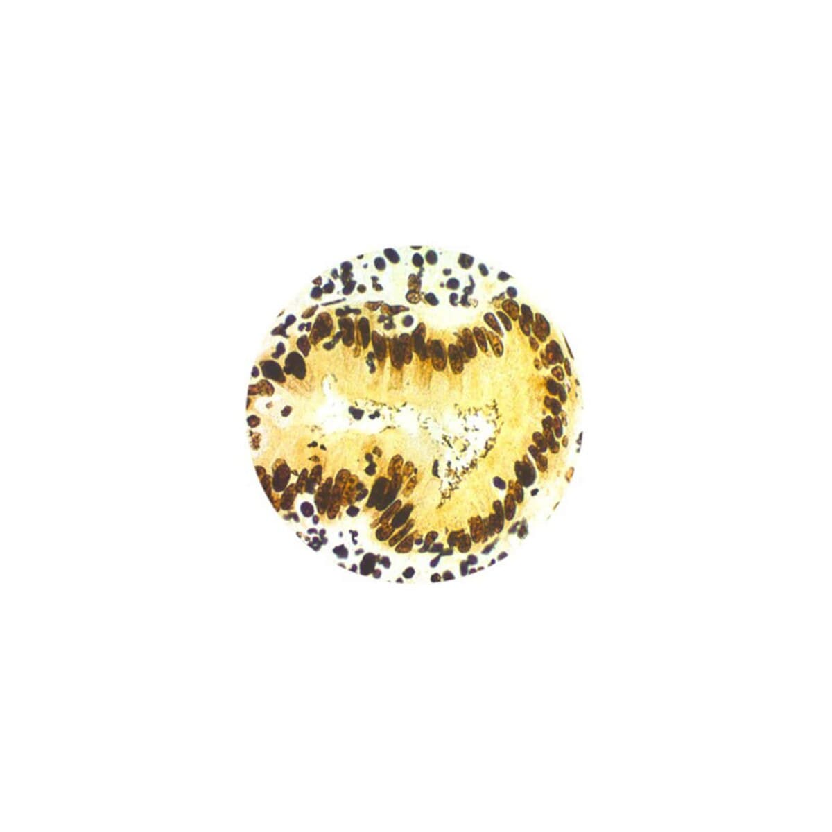 Azer Scientific Warthin-Starry Stain Kit thumbnail 2
