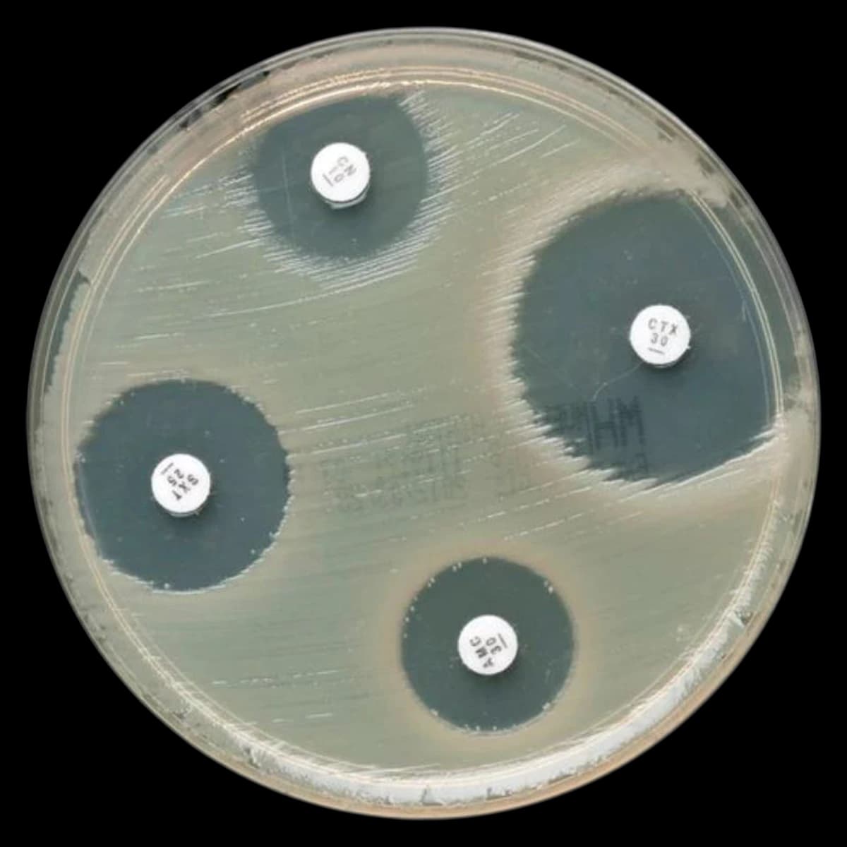Oxoid Tobramycin Antimicrobial Susceptibility Disk, 5x50 Count, 5/Package - Tobramycin 5x50 - Image 1