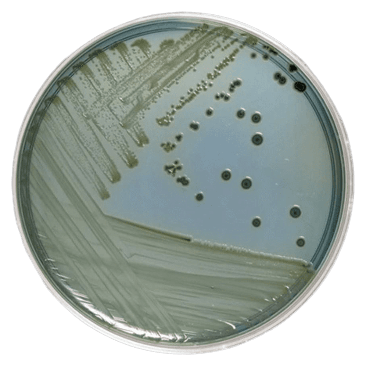 Remel Hektoen Enteric (HE) Agar Monoplate, 10/Package - HE Agar (Hektoen Enteric) - Image 1