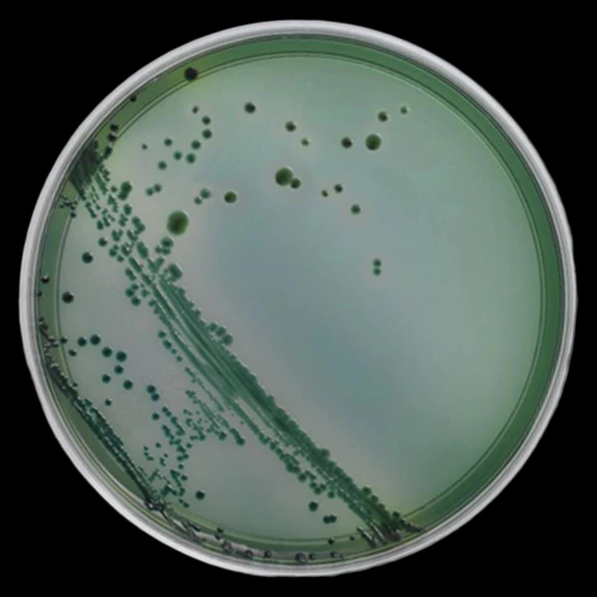 Remel Monoplate Culture Media TCBS Agar (Thiosulfate-Citrate-Bile-Sucrose), 10 Plates/Package - TCBS Agar - Image 1