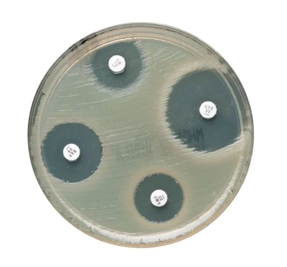 Remel Mueller-Hinton Agar Culture Plate, 10/Package - MH Agar - Image 1