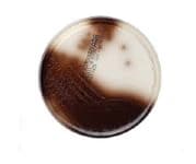 Remel Bile Esculin Agar, 10/Package - Bile Esculin Agar - Image 1