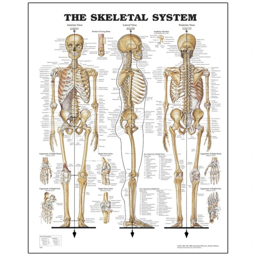Peter Bachin Skeletal System Anatomical Chart, 26" x 20" - Peter Bachin Chart Anat Skelet - Image 1