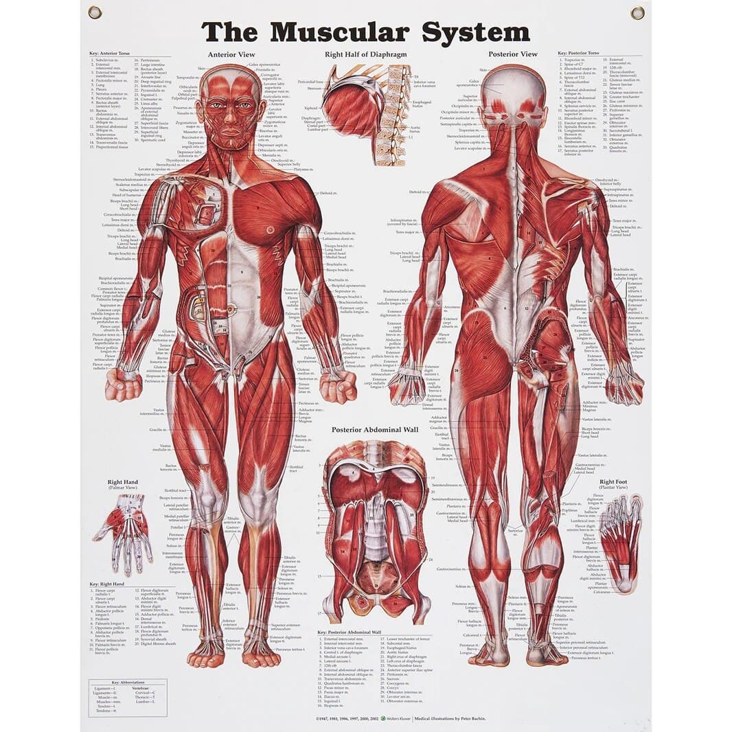 Peter Bachin Muscular System Education Chart, English, Each - Peter Bachin Muscular System - Image 1