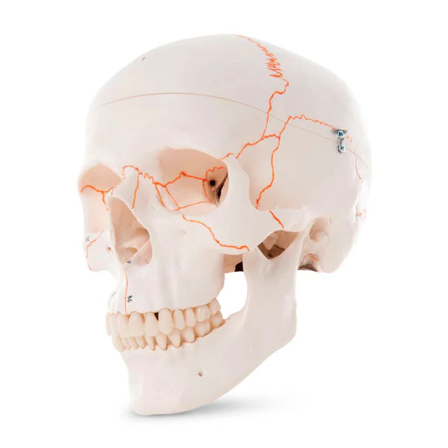 Nasco Healthcare Classic Skull Training Model - Classic Skull - Image 1
