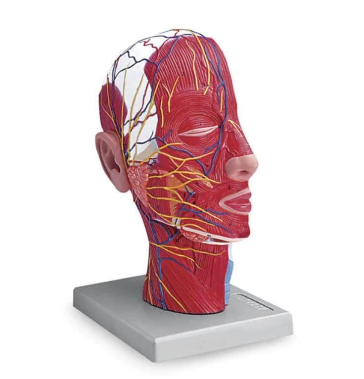 Nasco Healthcare Half Head Anatomical Model, Life Size, Mounted, 8x6x11-1/2" - Half Head - Life Size - Image 1