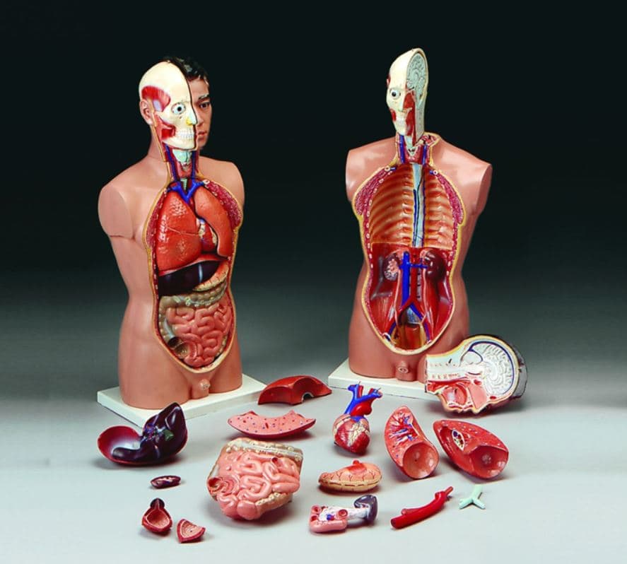 Tall Paul Torso Anatomical Model, Adult, 33-1/2" Height, Budget Tall Panel - Panel Torso Budget Tall - Image 1