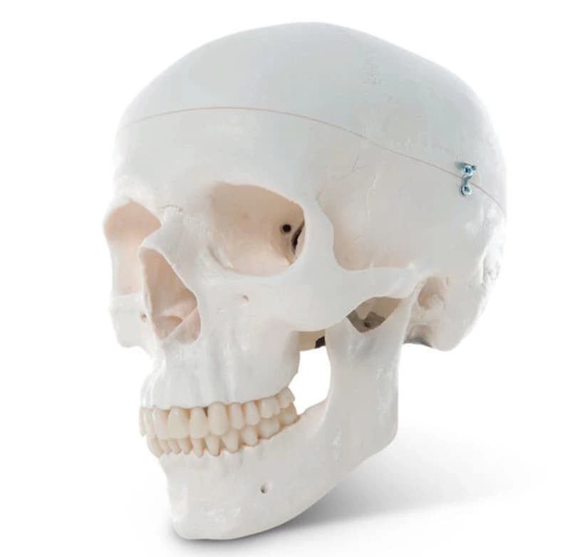 Nasco Healthcare Human Skull Model, 3-Part, Educational - Human Skull Model 3-Part - Image 1