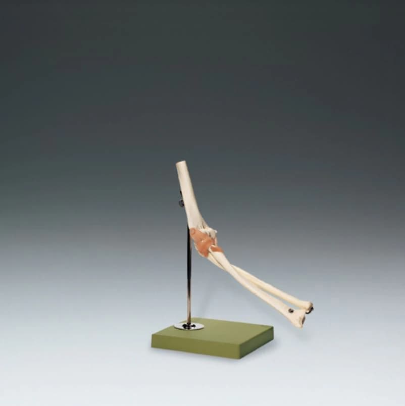 Functional Elbow Joint Anatomical Model, Removable, 16x8x8" - Model Elbow Joint - Image 1