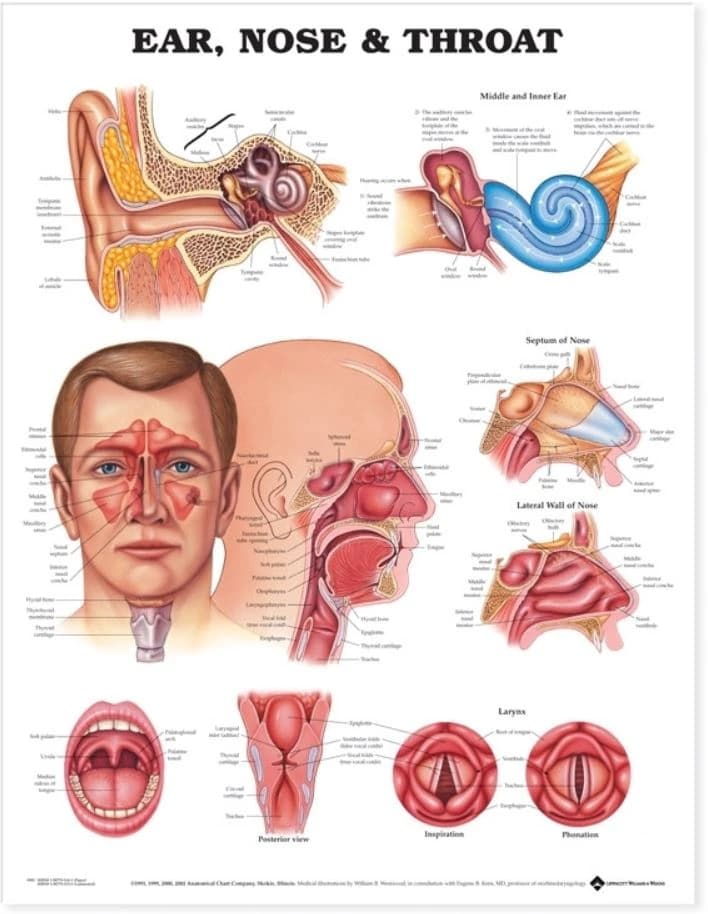 Ears/Nose/Throat Anatomical Chart, 20" x 26", Flexible, Each - Chart Ear Nose Throat - Image 1