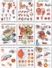 Dermatomes Laminated Clinical Chart, 19" x 26", Each - Chart Dermatomes Laminated 1.5 - Image 1