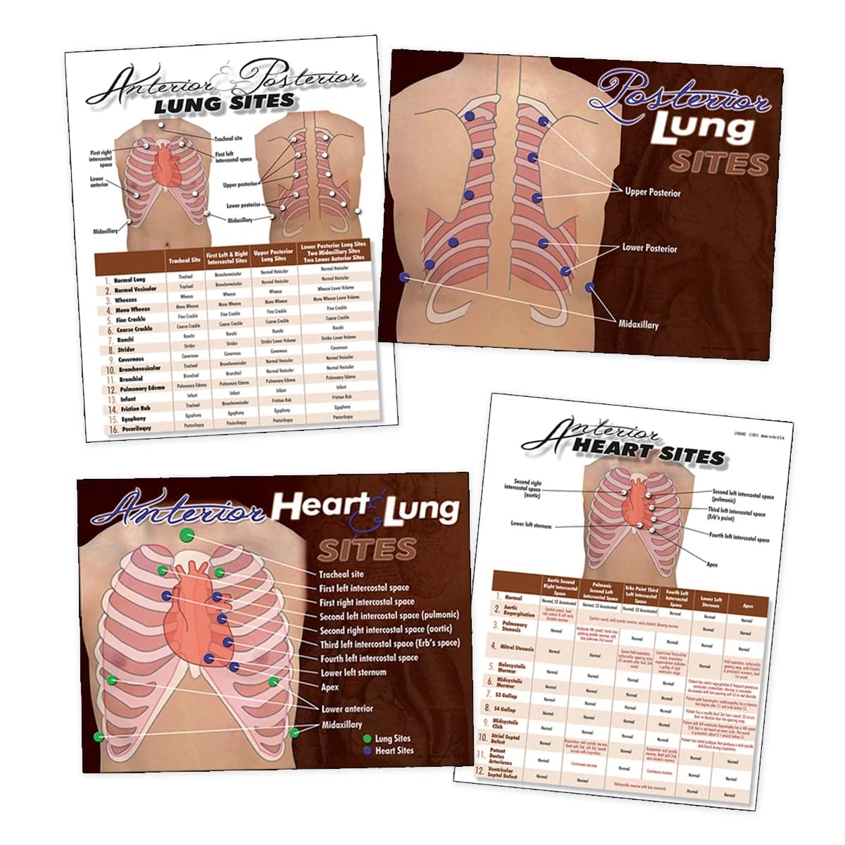 Nasco Heart/Lung Visual Aid Set, Laminated - Nasco Heart/Lung Visual Aide - Image 1