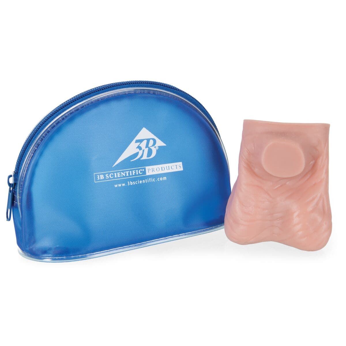 Testicle Anatomical Model, Light Skin, Silicone, with Instructions and Carrying Bag - Testicle Model, Light Skin - Image 1