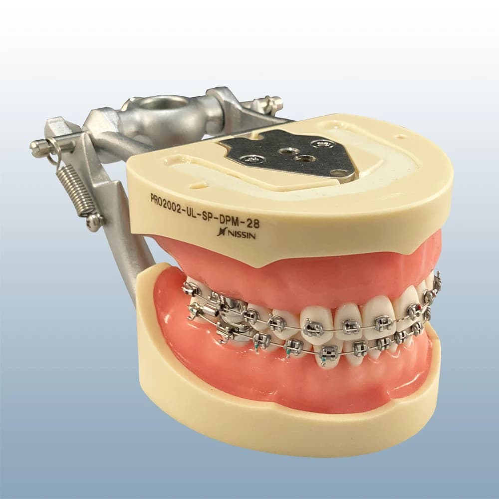 Kilgore International Soft Tissue Typodont Ortho with Bonded Brackets and Wires, 28 Teeth, Articulated Upper and Lower Jaw - Soft Tissue Typodont Ortho - Image 1