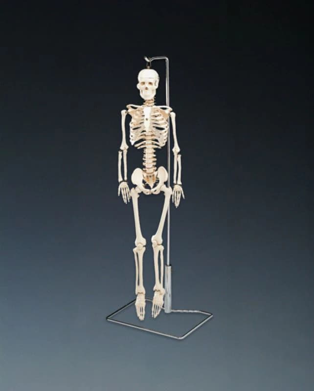 Mr. Thrifty Skeleton Anatomical Model, 33-1/2" Removable, Each - Skeleton Mr. Thrifty - Image 1