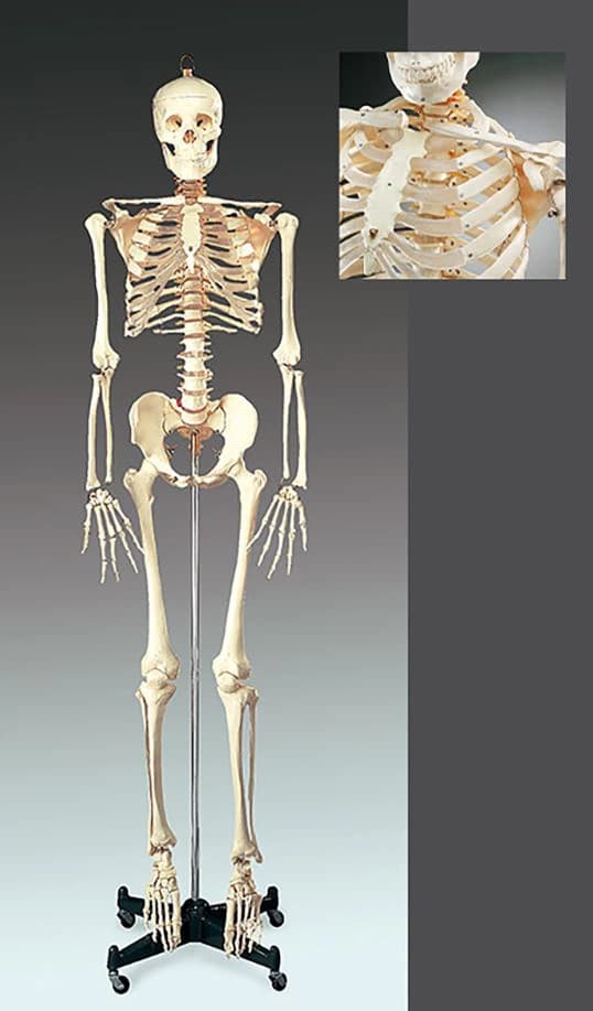 Budget Bucky Skeleton Anatomical Model, Numbered, Each - Budget Bucky Skeleton - Image 1