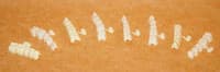 DirectCrown Posterior Bridge Refill, Upper Right, Large, Opaque, 3 Shells/Pack, PB2 - DirectCrown Bridge Posterior Bridge Refill - 3 Shells/Pack: Upper Large - Image 1