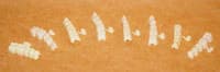 DirectCrown Posterior Bridge Refill, Opaque, Lower Left, Small, 3/Pack - DirectCrown Bridge Posterior Bridge Refill - 3 Shells/Pack: Lower Small Left - Image 1