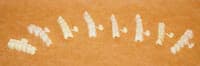 DirectCrown Posterior Bridge Refill, Upper Left, Large, Opaque, 3/Pack, PB4 - DirectCrown Bridge Posterior Bridge Refill - 3 Shells/Pack: Upper Large Left - Image 1