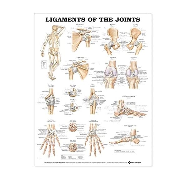 Ligaments of the Joints Anatomical Chart, 20" x 26", Flexible, Each - Chart Ligaments Of The Joint - Image 1