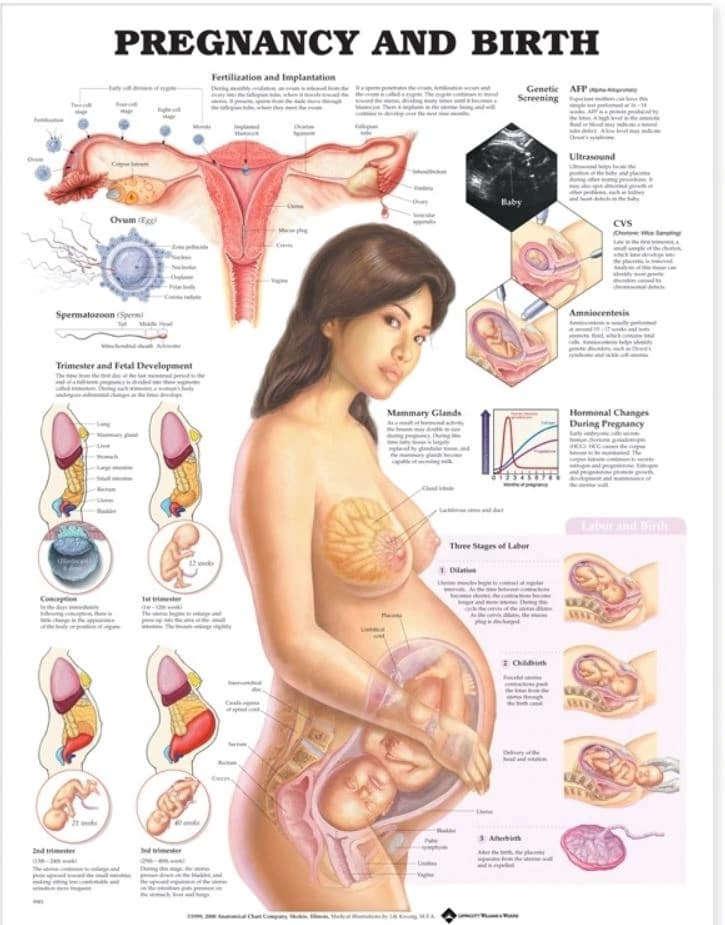 Pregnancy and Birth Educational Chart, 20" x 26", Flexible, Each - Chart Pregnancy & Birth - Image 1
