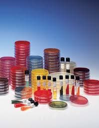 BBL Dehydrated Culture Media Mannitol Salt Agar, 500g, B-D Microbiology - Mannitol Salt Agar 500g - Image 1