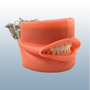 Kilgore International Soft Gingivae Typodont, 32 Teeth with Oral Cavity Cover, Silicone, GSF-MF-OCC - SOFT GINGIVAE 32 TEETH WITH ORAL CAVITY COVER SILICONE - Image 1
