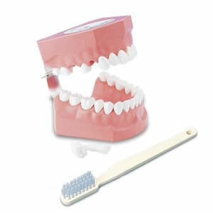 Kilgore Oversize Adult Model Toothbrush with Metal Articulator, Simulated Floss and Oversized Brush, 1/Each thumbnail 2
