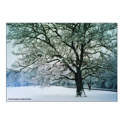 Winter 4-Up Laser Postcard, Snow Tree Design, 5-1/2" W x 4-1/4" H, Full Color, 100/Pkg thumbnail 2