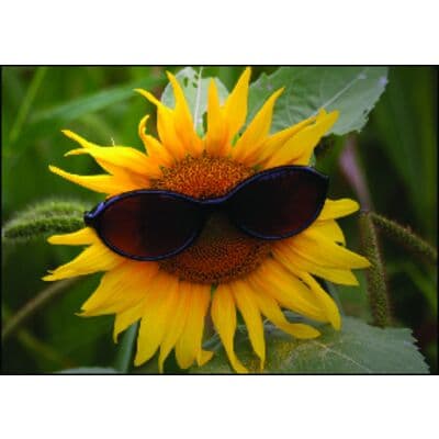 Floral Personalized Postcards, Sunflower Shades, 6" W x 4-1/4" H, 100/Pkg - Floral Personalized Postcards, 100/Pkg - Sunflower Shades, 6" W x 4-1/4" H - Image 1