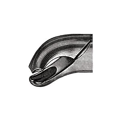 Hu-Friedy Presidential Series Extraction Forceps #17, Lower 1st & 2nd Molars, Stainless Steel thumbnail 9